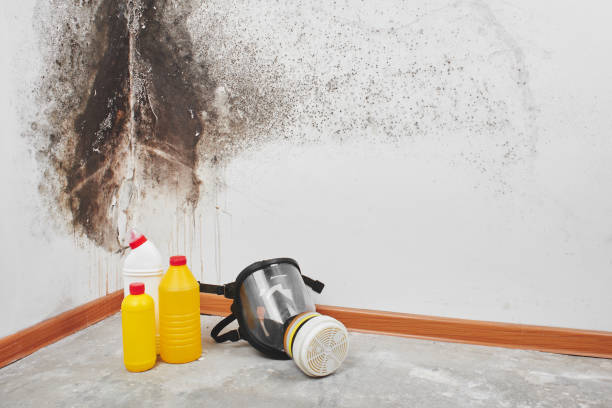 Best Commercial Mold Removal  in Lakeside, FL