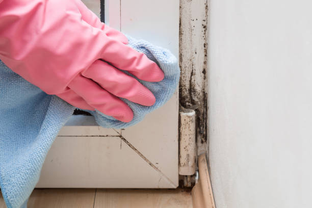 Best Mold Removal Process  in Lakeside, FL